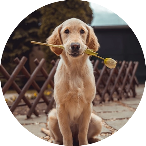 Photo d'un chien en garde à l'association, Pompom