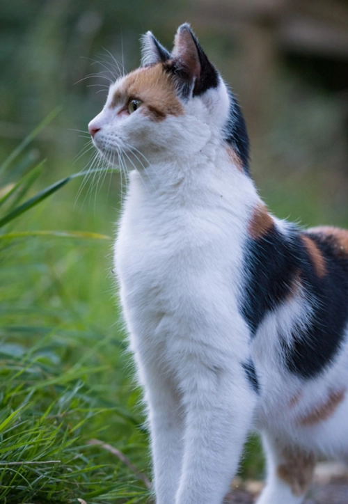 Photo d'un chat en garde à l'association, écaille