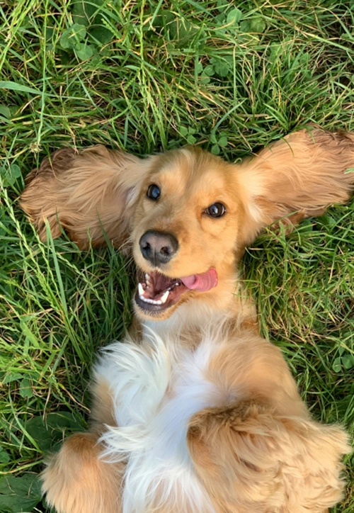 Photo d'un cocker en garde à l'association, Coquette