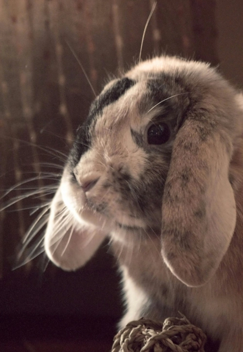 Photo d'un lapin en garde à l'association, pinpin