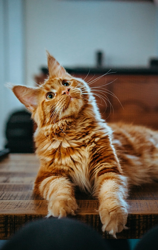 Photo d'un des chat de l'association Titi