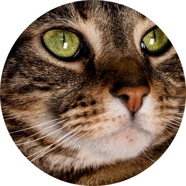 Photo d'un chat en garde à l'association Pompoko