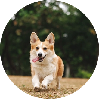 Photo de notre corgi