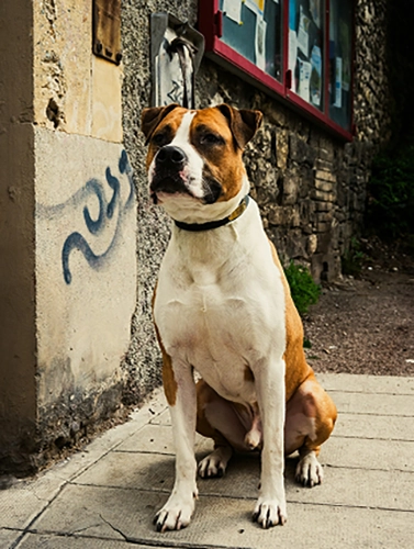 Photo d'un de nos chien en don Olympe