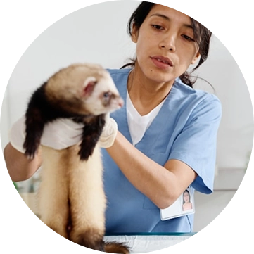 Photos de notre vétérinaire