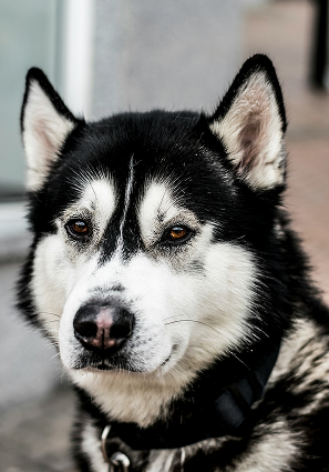 Photo d'un de nos chien en don Yoru